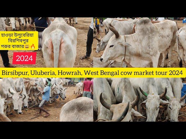 হাওড়া উলুবেরিয়া  বিরশিবপুর গরুর বাজারBirsibpur Uluberia, Howrah, West Bengal cow market tour 2024