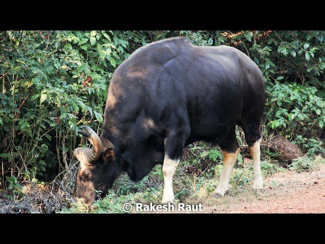 Dajipur Wildlife Sanctuary Safari Sighting Indian Bison / Gaur 4k