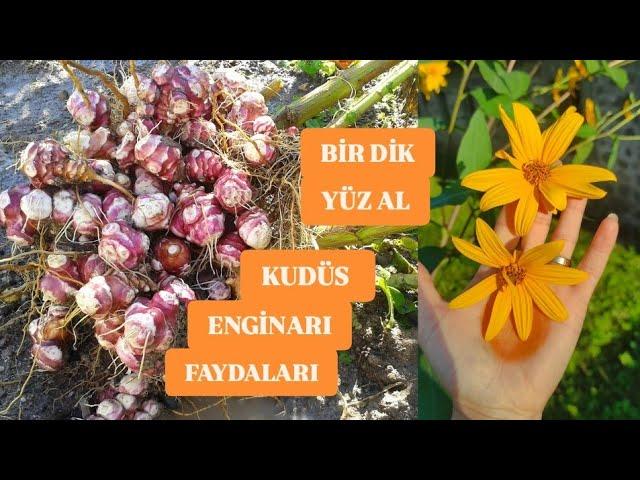 KUDÜS ENGİNARI, Bir Diktik Yüz Aldık, YER ELMASI HASADI #keşfet #garden #kudüsenginarı #yerelması