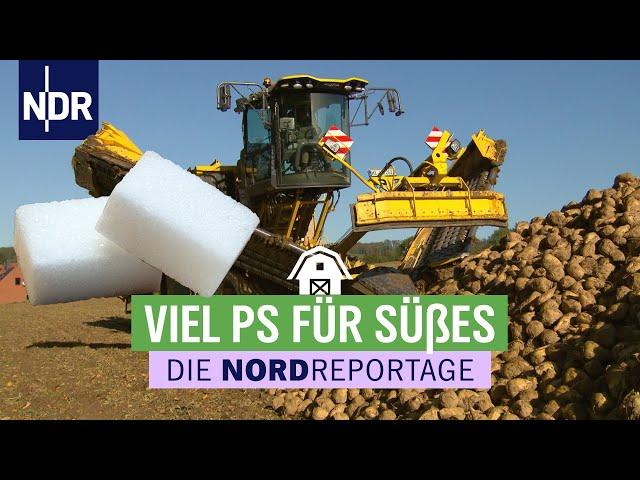 Große Maschinen, süße Ernte - Rübenkampagne in Niedersachsen | Die Nordreportage | NDR