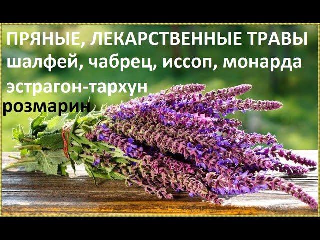 Пряные травы посев и всходы.