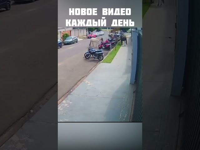 ИгогопСтоп