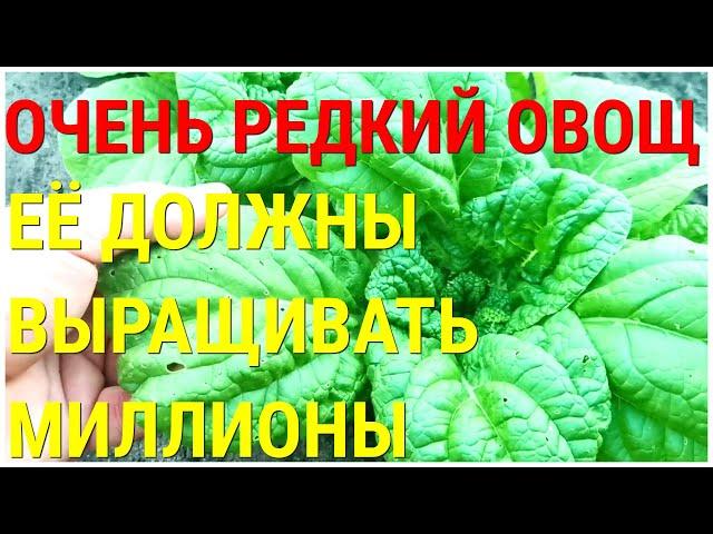 Этот редкий овощ незаменим на нашем столе вот уже много много лет КРАСАВИЦА ХАКУСАЙ ЛИСТОВАЯ КАПУСТА