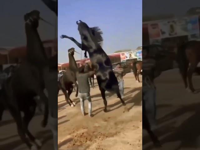 #horse fight#viral #video#shortsfeed#like#subscribe