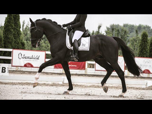 Totalito black Oldenburg stallion by Totilas 