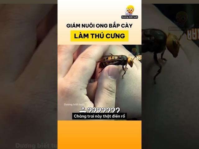 Chàng trai nuôi ong bắp cày làm thú cưng