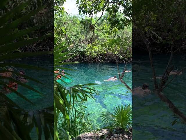 Swimming in Cenotes  #mexico #tulum #cenotes #4kwalk #travel #traveldestinations #swimming