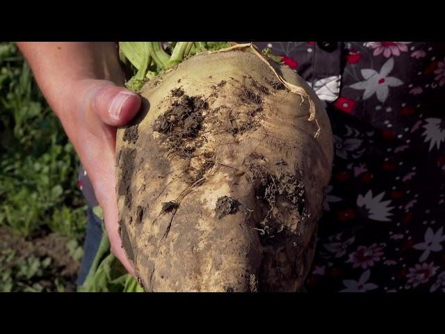 Growing Sugar in Alberta from Sugar Beets