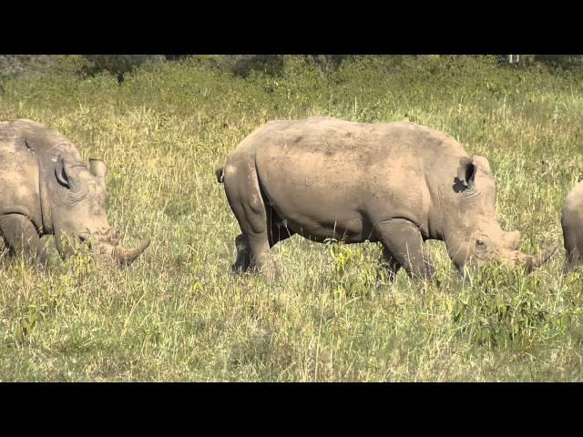 White Rhino-Lake Nakuru