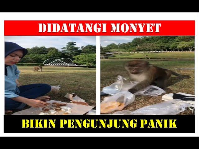 Viral Monyet Ambil Gorengan Pengunjung Taman Unri, Netizen: Santuy Banget