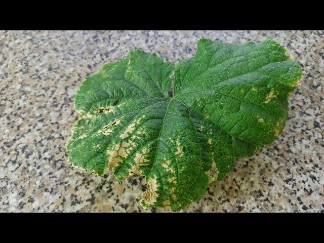 How and how to treat Peronosporosis of cucumbers. Downy mildew on cucumbers what to do