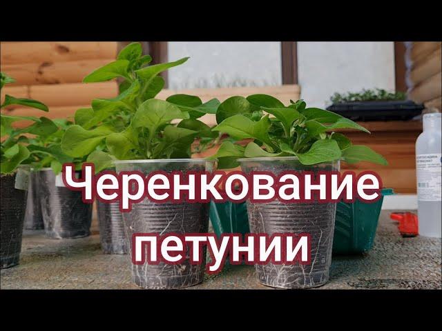 Черенкование петунии