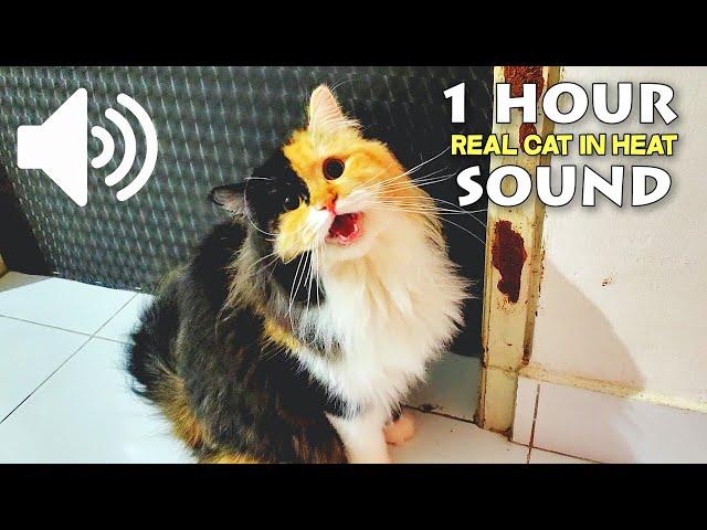 1 HOUR CAT IN HEAT FOR THE FIRST TIME - REAL CAT SOUND