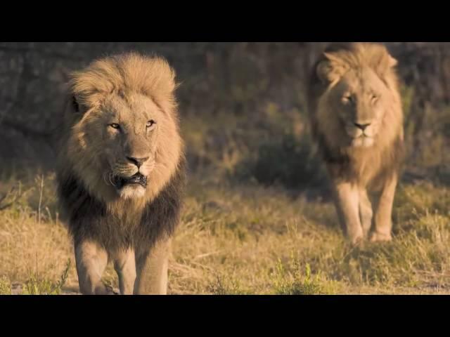 Grant Atkinson : Lions of Botswana