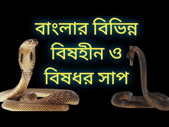 Different types of snakes in west bengal | বাংলার বিভিন্ন ধরনের সাপ