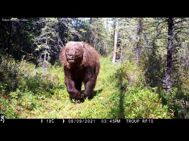 Bear Charges Wildlife Camera in Canada’s Yukon Territory