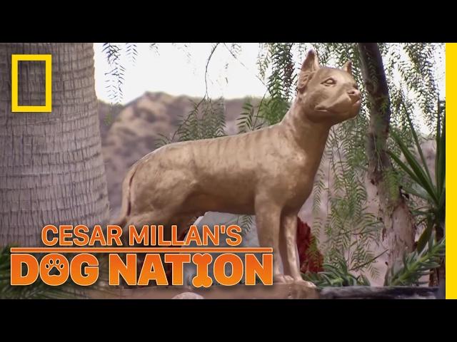 Remembering Daddy | Cesar Millan's Dog Nation