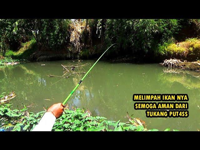 Asli banyaksekali ikan disini,semoga aman dari tukang putas