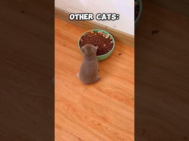 Normal Cats vs. My Chaos #cats #kitten #pets #animals #cute #epic #funny #fun