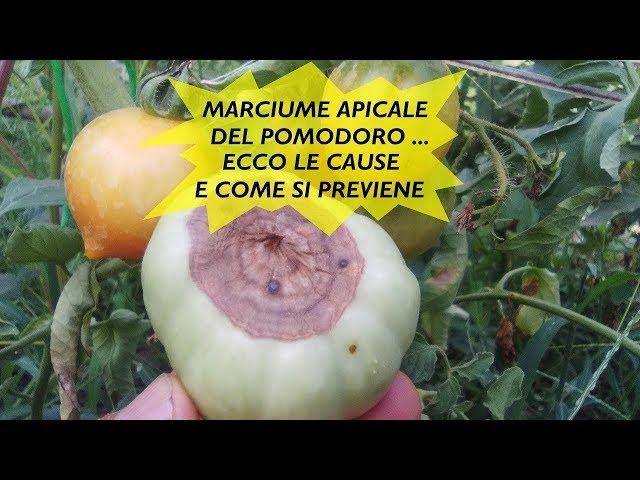 MARCIUME APICALE DEL POMODORO, LE CAUSE E COME PREVENIRLO