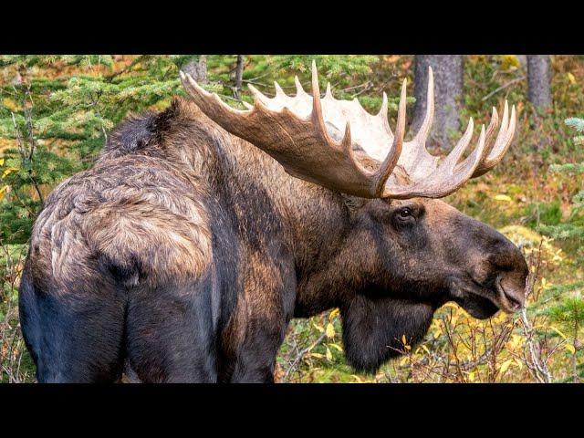 Big Bull Moose with Cow and Calf During the Rut