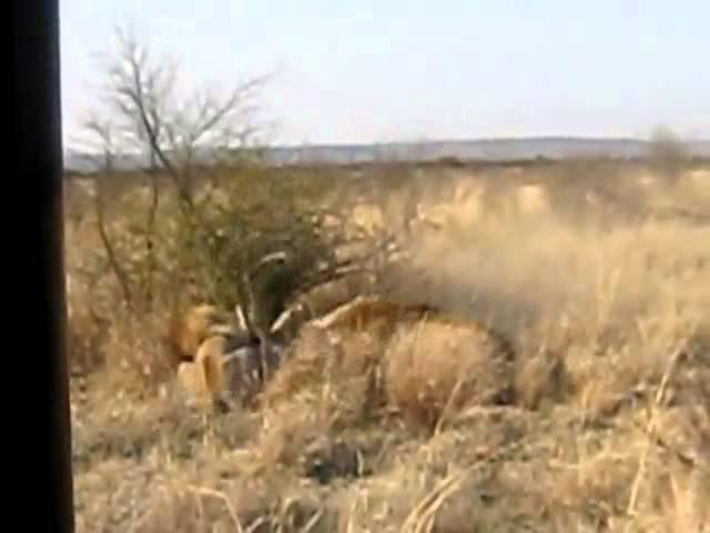 Two male lions adult vs one young male lion