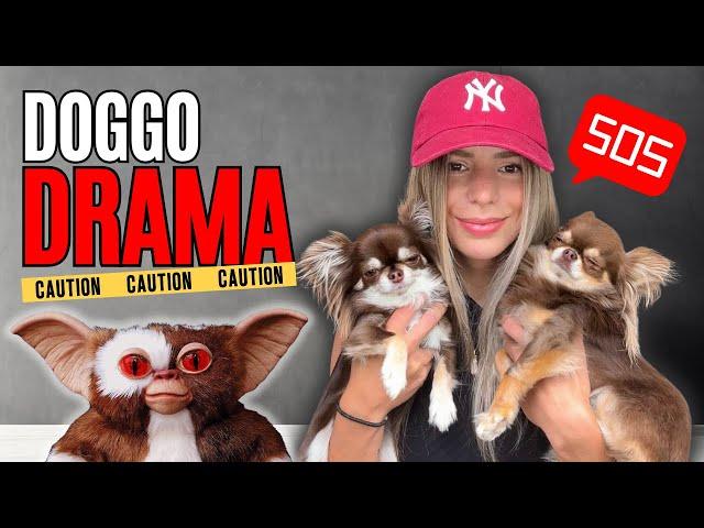 EXPOSING Dramatic CONFLICTS with my Dog (Lou the Chihuahua's Epic Tantrums)