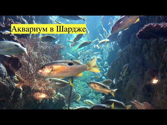 Если надоел Дубай едь в Аквариум в Шардже) Super aquarium in Sharjah