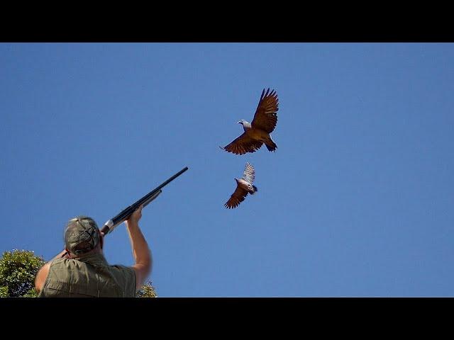 Chasse pigeon ramier Au Maroc - Best Dove Hunting 2024