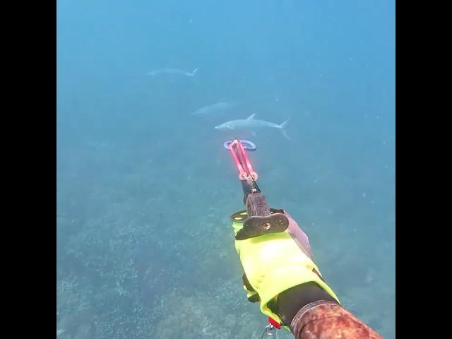 The Most Mackerel I've Ever Seen   #spearfishing