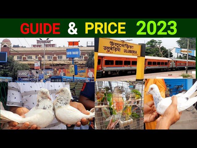 uluberia exotic bird price and address 2023/ উলুবেরিয়া পাখির হাটে কিভাবে যাবেন?