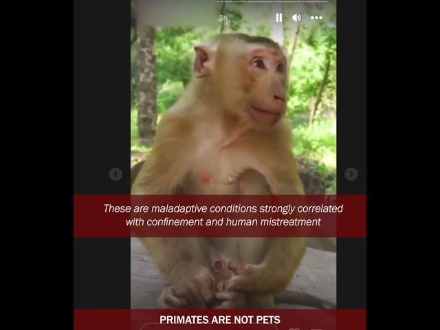 Consequences of abuse and abandonment of baby monkeys: FLS, SIB and anthropomorphism