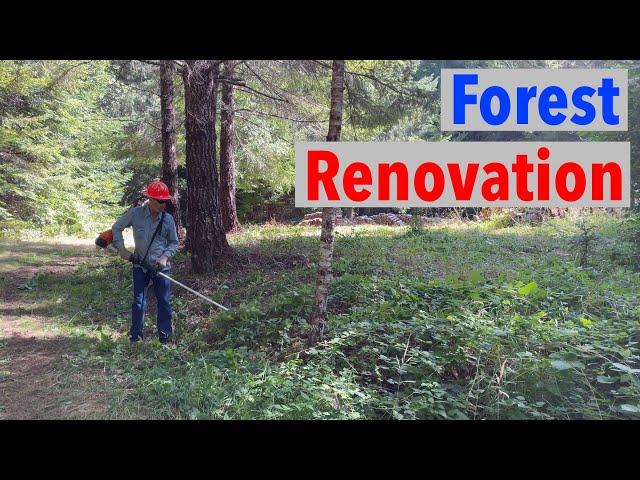 Transforming a Fixer Upper Forest - Forest Renovation Phase 1