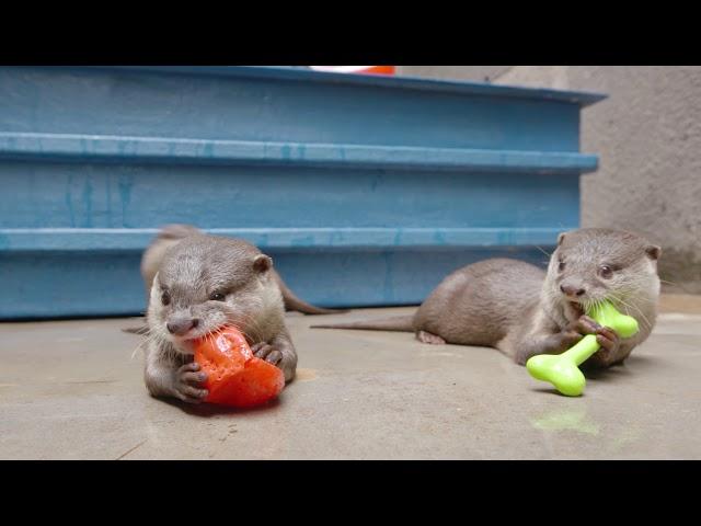 Otterly Adorable Species Comparison