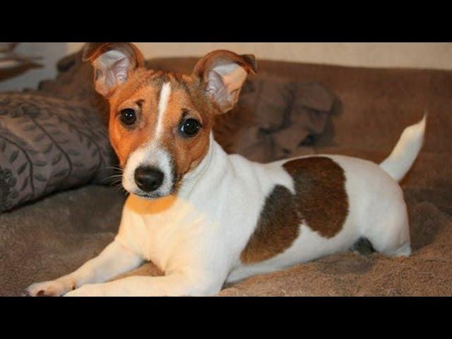 Funny Jack Russell Compilation