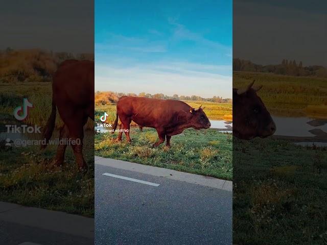 #angrybull #wildlife #natuur #wildlifevideography