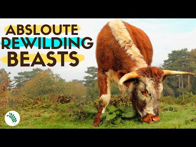 REWILDING BRITAIN - Grazing Ecology of English Longhorn Cattle