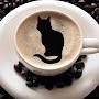 Coffe Cat