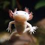 Pain named bob, who is a axolotl