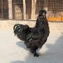 Zarwa Fanci Poultry