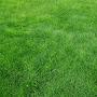 Green grass Video