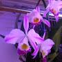 @indoororchidsandtropicals358