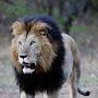 J Lion Selassie