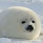 Baby Seal