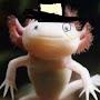 Mr. Axolotle