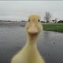 the duck named newepic la