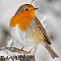 Robin