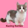 Kucing Kontes