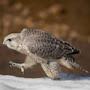 Gyrfalcon