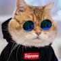 Kucing Supreme_